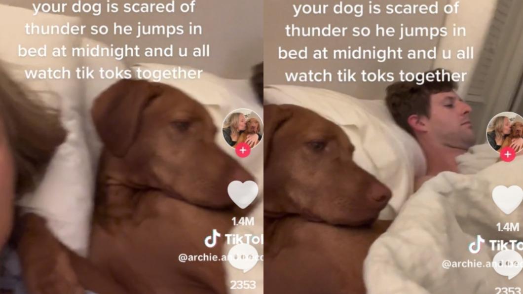 膽小獵犬怕打雷!半夜竟跳上床擠爸媽中間 一眼神萌翻網友