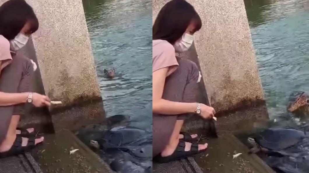 水怪竄出搶食「烏龜全撞飛」!妹子餵一半狂逃 驚悚27秒曝光