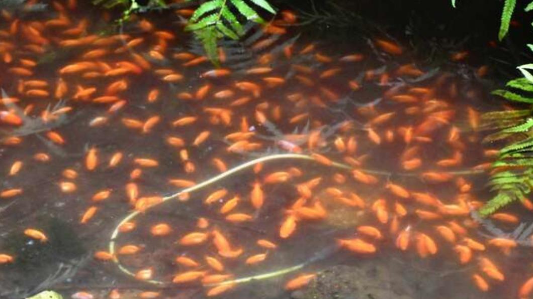 神社池塘被惡意棄養8百隻金魚 居民見「整池染紅」氣炸
