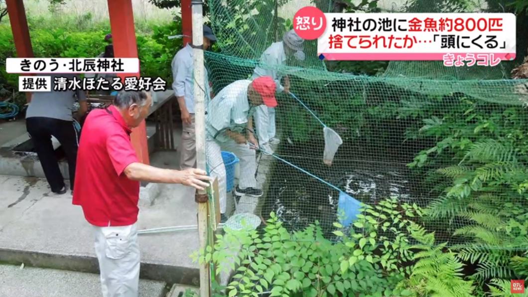 居民們合力「撈金魚」，8人共花了2.5個小時才把金魚打撈起來。（圖／翻攝自日テレNEWS Youtube）
