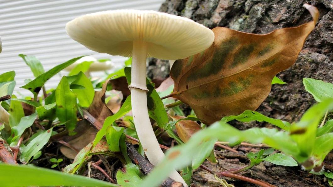 野菇別亂採!誤食「最惹事毒菇」綠褶菇 花蓮6人嘔吐腹痛