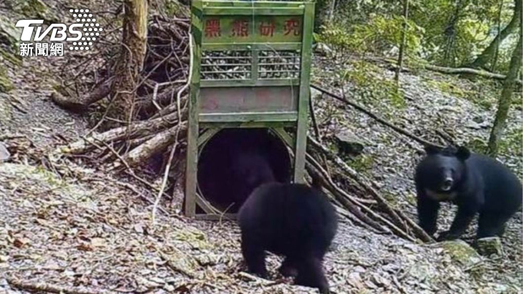 玉山300隻台灣黑熊棲息 人熊不期而遇注意這5點可避免衝突