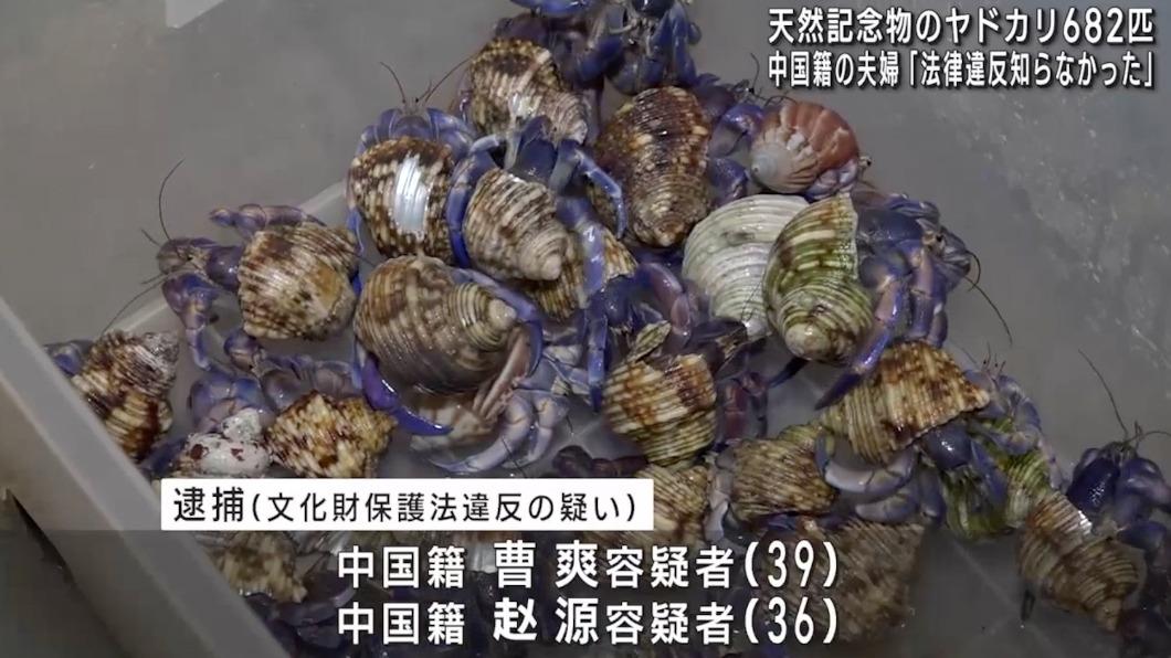 盜賣?陸客到沖繩違法抓「6百隻寄居蟹」 遭逮辯:想吃