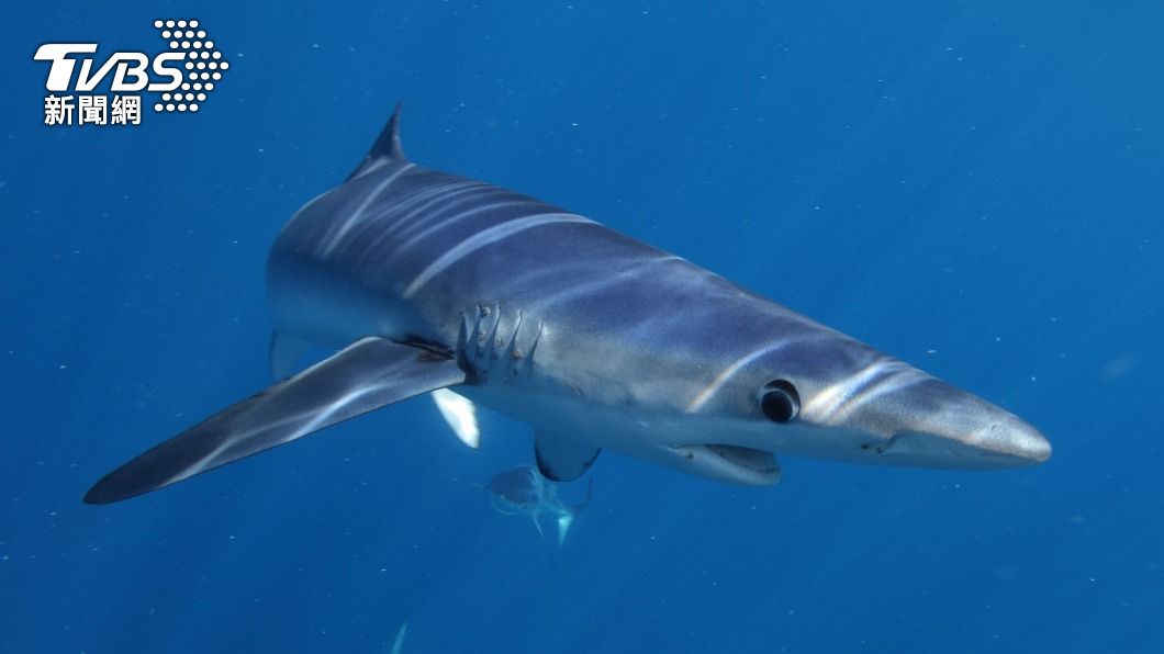 巴西查獲近29噸非法魚翅 上萬隻瀕危鯊魚枉死