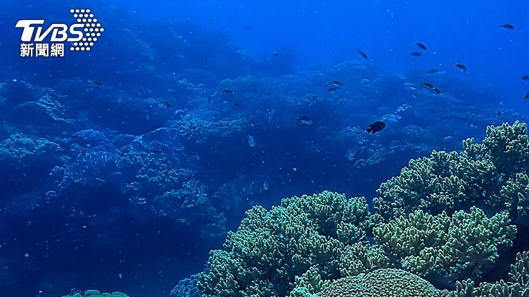 極端熱浪來襲!海洋「猛升5度」高溫 專家曝生物危機