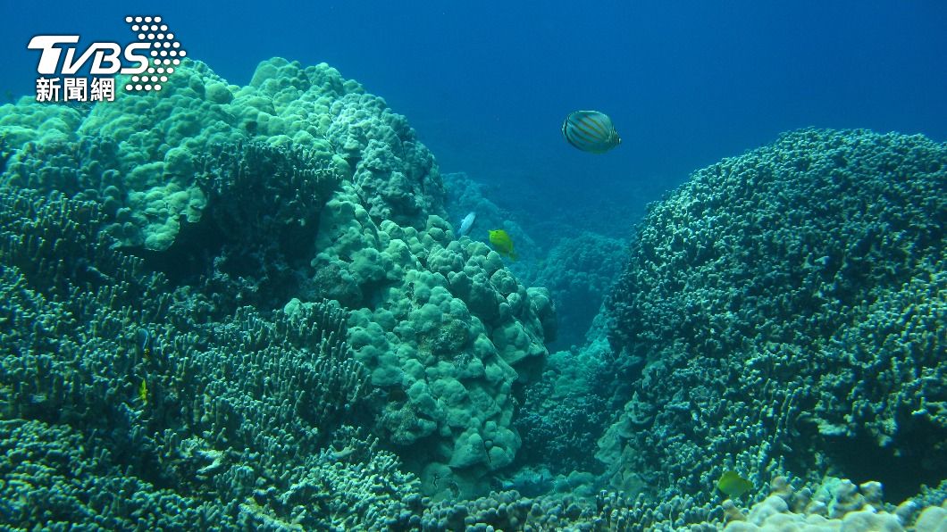 專家擔憂海洋溫度過高會影響到生物生存。(示意圖/shutterstock達志影像)