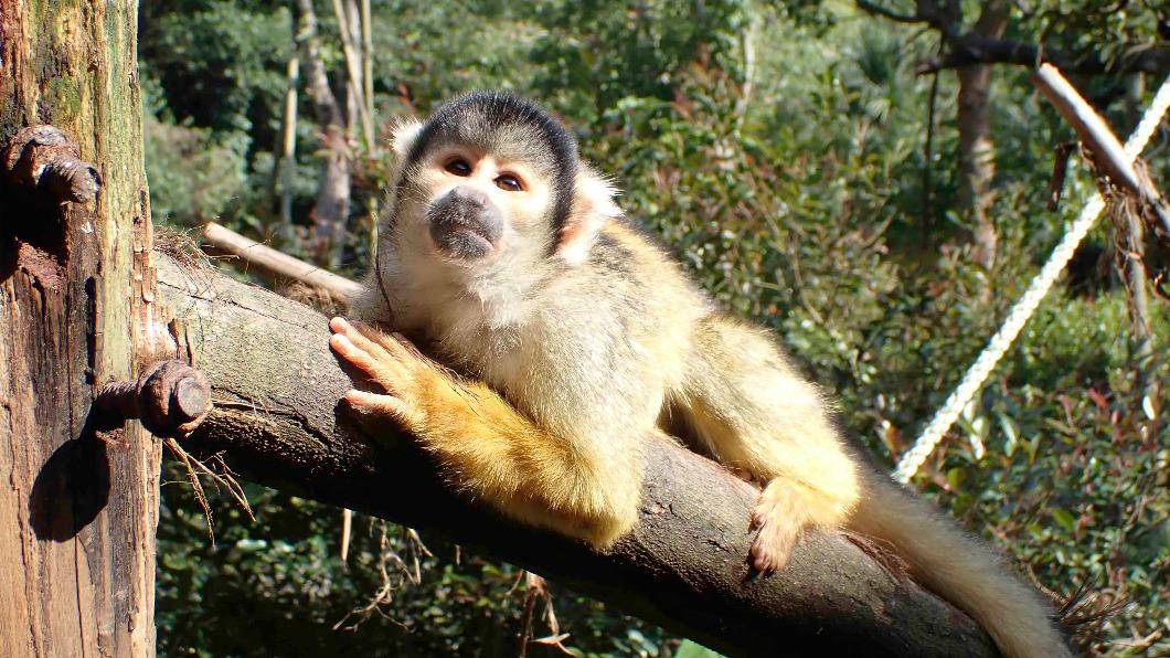 北市動物園回歸　連假4天「每日前130名入園」送好禮