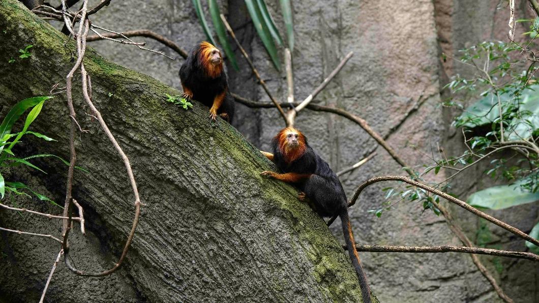 動物園休園期間,兩隻金頭獅狨已搬到熱帶雨林區的新家。(圖/台北市立動物園提供)