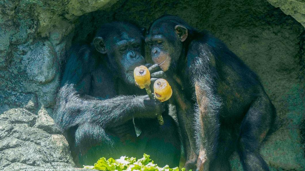 加菜了！黑猩猩大啖「冰粽」消暑　這時間衝動物園慶端午