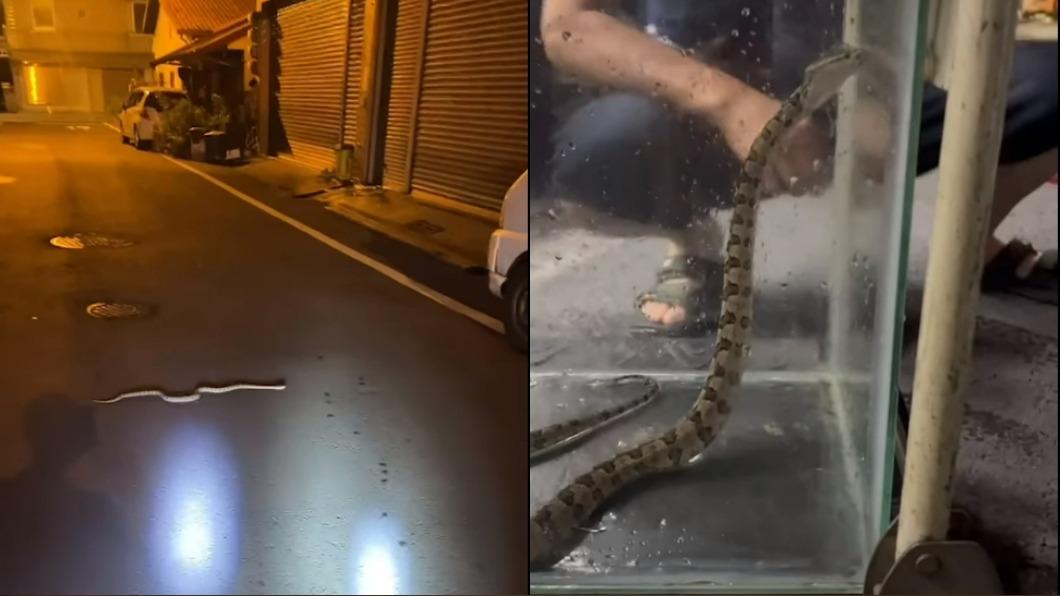 跳出來險咬到人!國小周邊驚見龜殼花 民眾驚:哪來的?