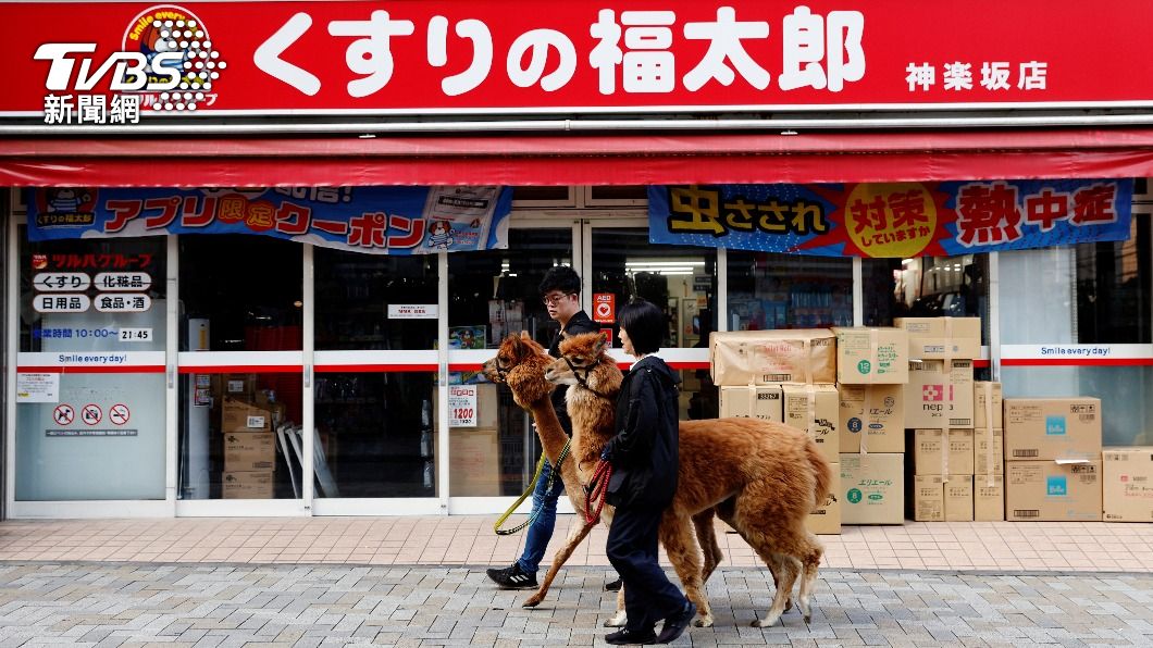 羊駝小茜和五月與設施員工散步。(圖/達志影像路透社)