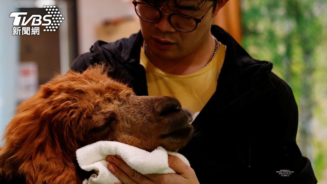 飼育員指出,兩隻羊駝經過訓練後,變得相當親人。(圖/達志影像路透社)