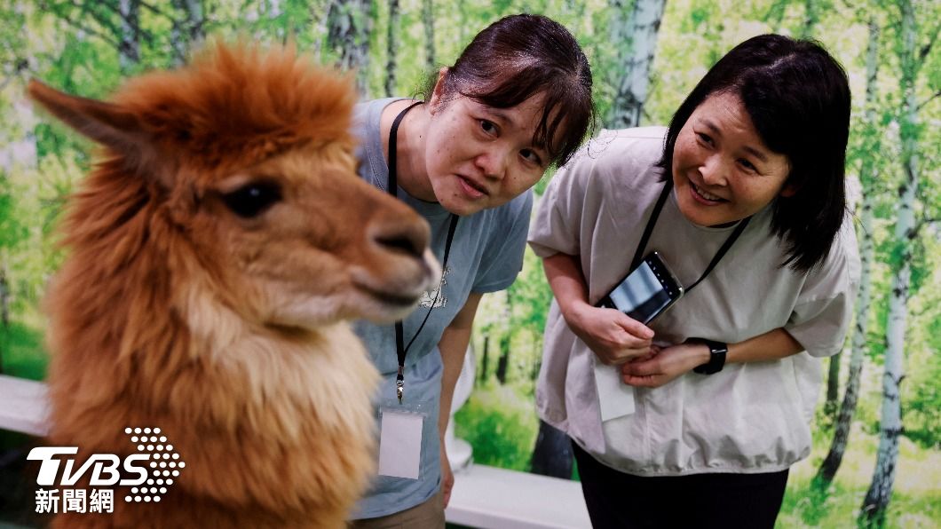 進入羊駝親近樂園,可以體驗餵羊駝飼料、與羊駝合照等活動。(圖/達志影像路透社)