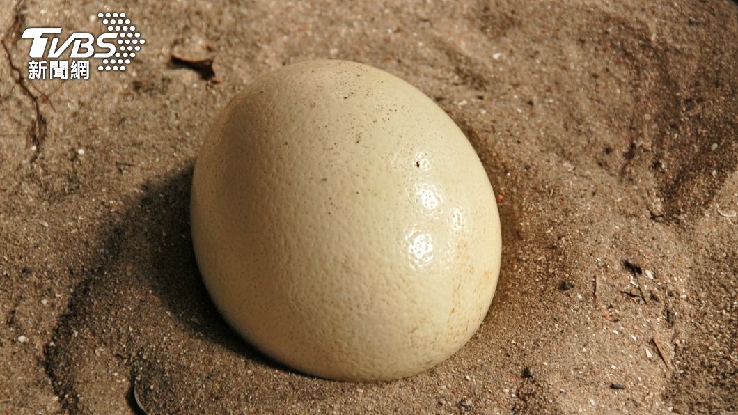你立過鴕鳥蛋嗎? 端午節出現「這件事」代表好運一整年