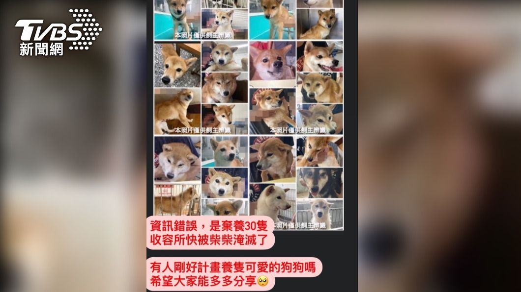 收容所突增30隻柴犬 遭＂繁殖犬舍＂棄養 網友怒:無良犬舍