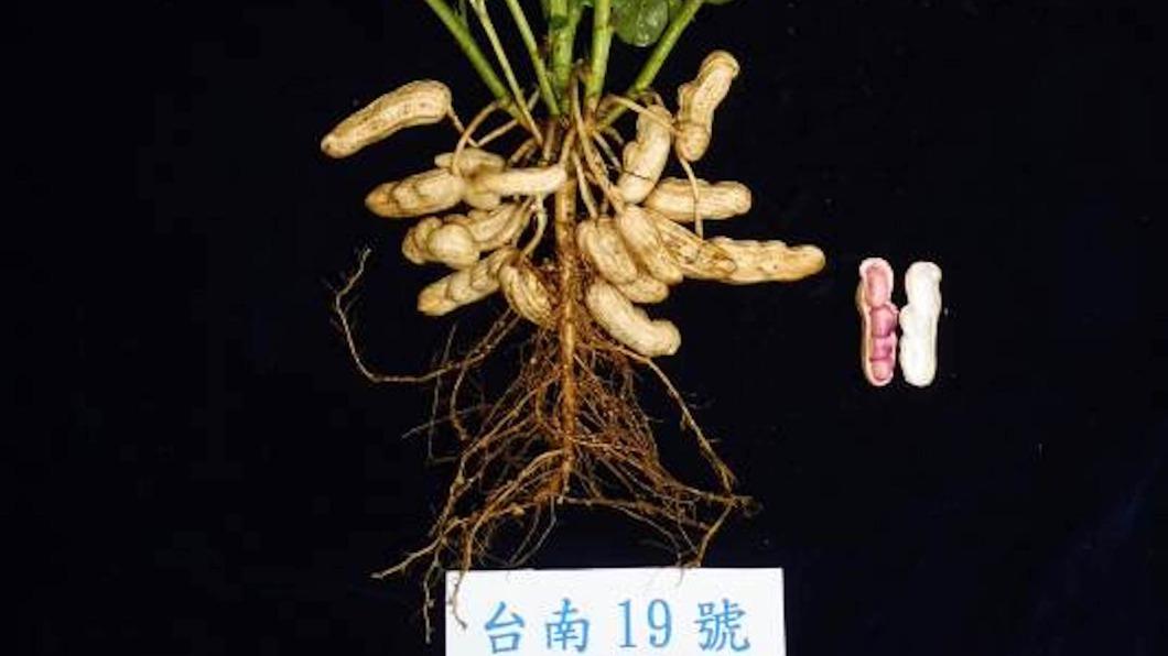 落花生新品種「台南19號」誕生　香氣濃郁、色紅討喜