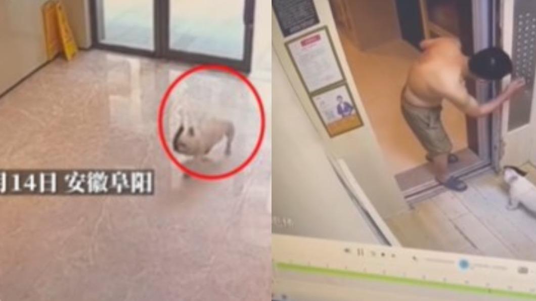 太熱啦!狗狗遛一半「自己逃回家」 巧遇鄰居還幫按電梯