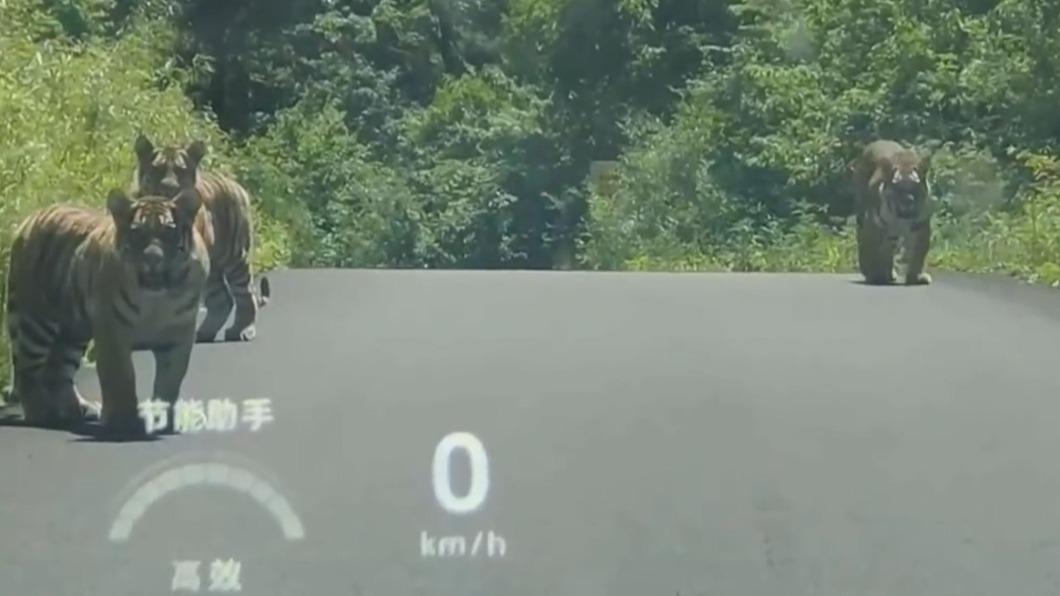先交過路費！他跑山遇「4隻攔路虎」急剎車：真．虎視眈眈