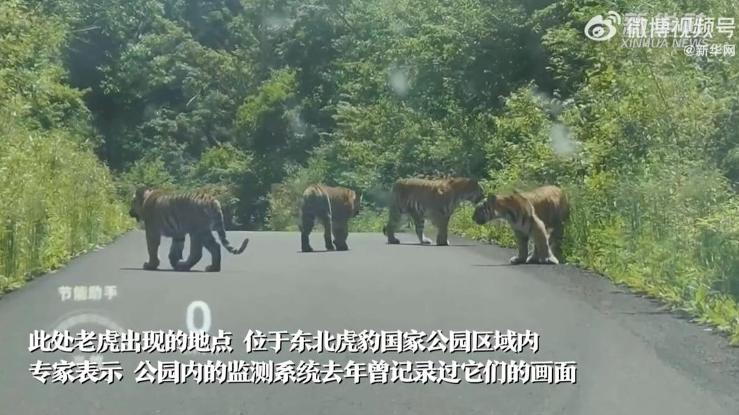 一口氣遇到四隻老虎同框的畫面可謂相當珍貴。(圖/翻攝自@新華網 微博)