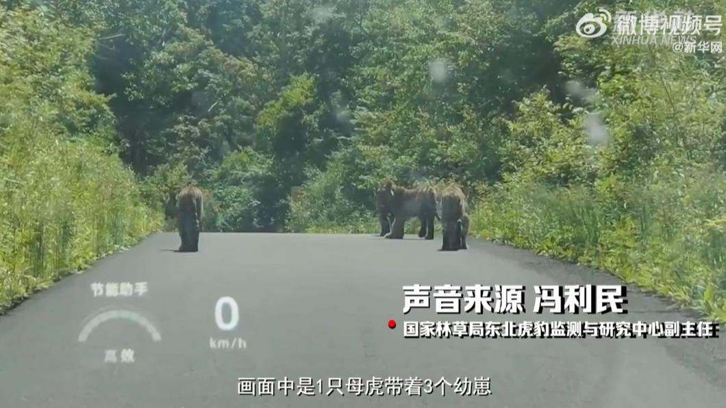 專家說明畫面中的是「東北虎一家」。(圖/翻攝自@新華網 微博)