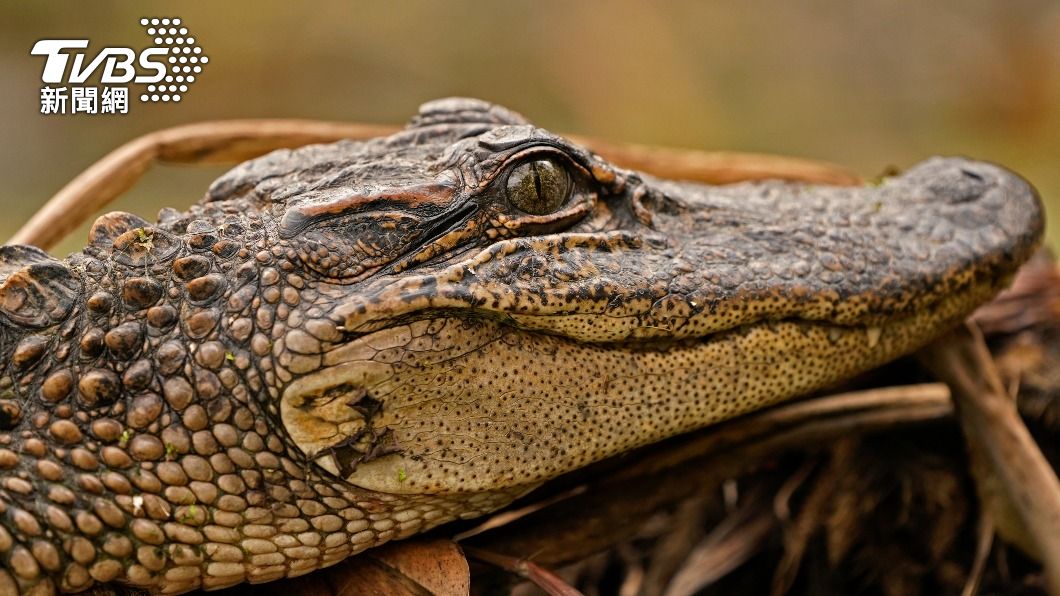 圖/達志影像美聯社