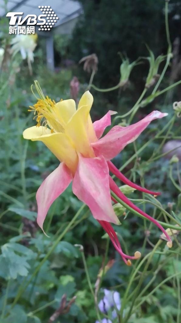 看似「花仙子」的耬斗菜,也叫夢幻草,名字有菜,卻是觀賞花卉非食材。(圖/梅峰提供)