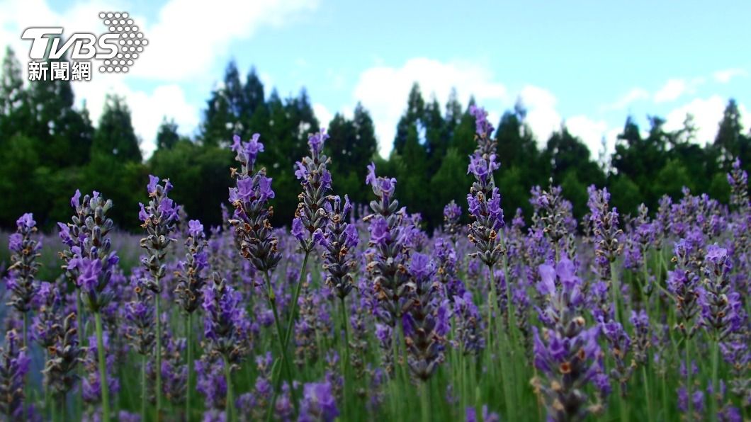 療癒身心的薰衣草花田。(圖/梅峰提供)