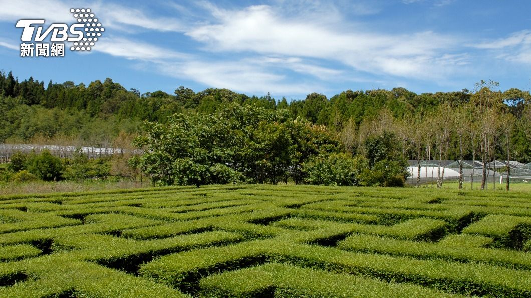 台大梅峰農場有全台最大的綠籬迷宮,彎彎繞繞適合躲貓貓。(圖/梅峰提供)
