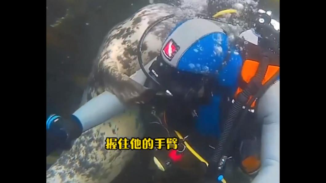 海豹誤以為潛水員溺水正握住手臂救他浮上海面。(圖/翻攝自@petsis_high IG)