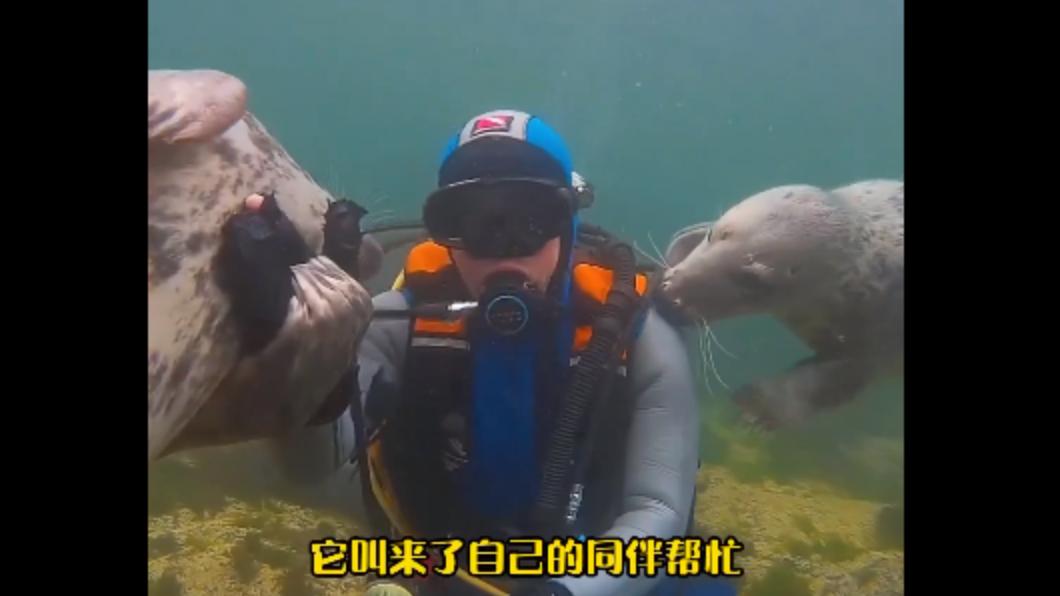 海豹找了同伴幫忙。(圖/翻攝自@petsis_high IG)