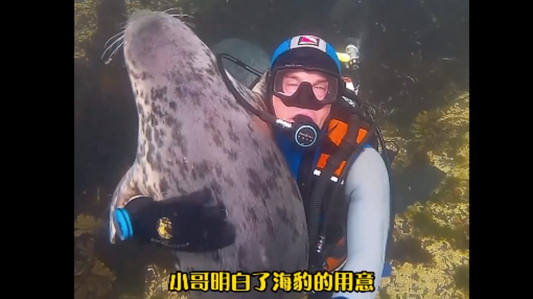 潛水員配合善良的海豹浮上水面。(圖/翻攝自@petsis_high IG)