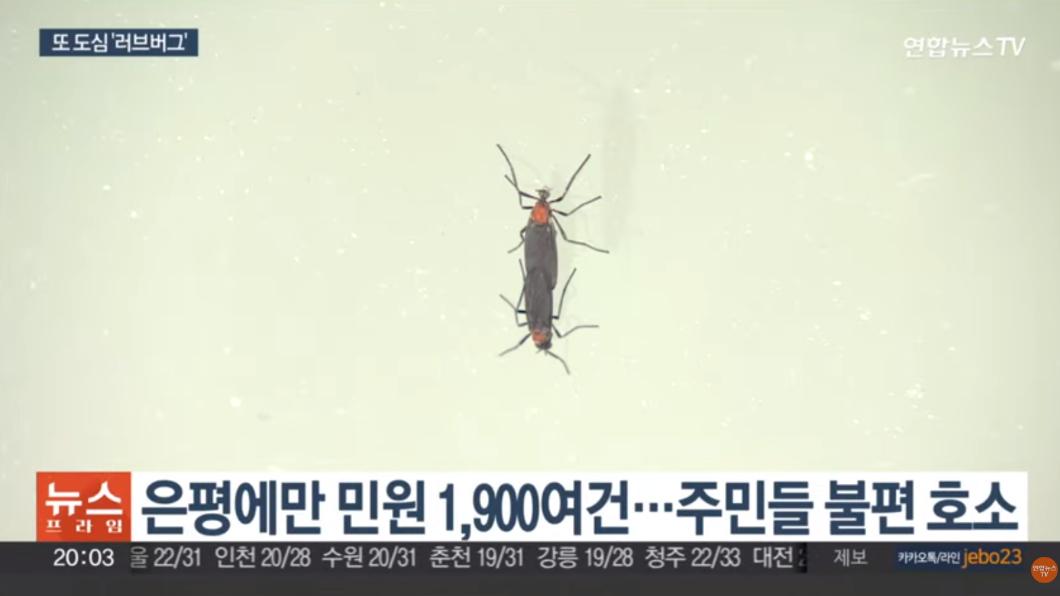 一般人常能見到這種昆蟲在交配，因此稱之為「愛情蟲」。（圖／翻攝韓聯社YonhapnewsTV）