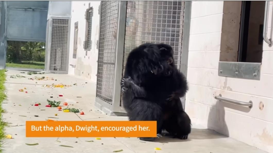 香草與領頭的雄性猩猩抱在一起。(圖/翻攝自Save the Chimps YouTube)