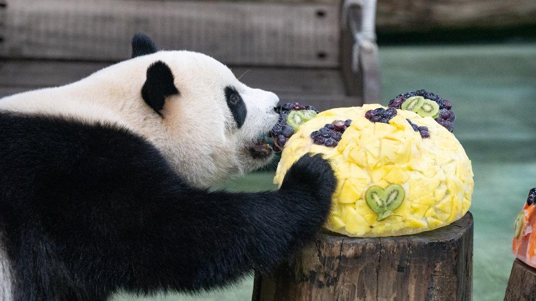 大貓熊「圓寶」大嗑生日蛋糕。(圖/台北市立動物園提供)