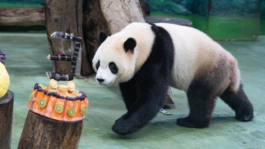 大貓熊「圓寶」迎來3歲生日。(圖/台北市立動物園提供)