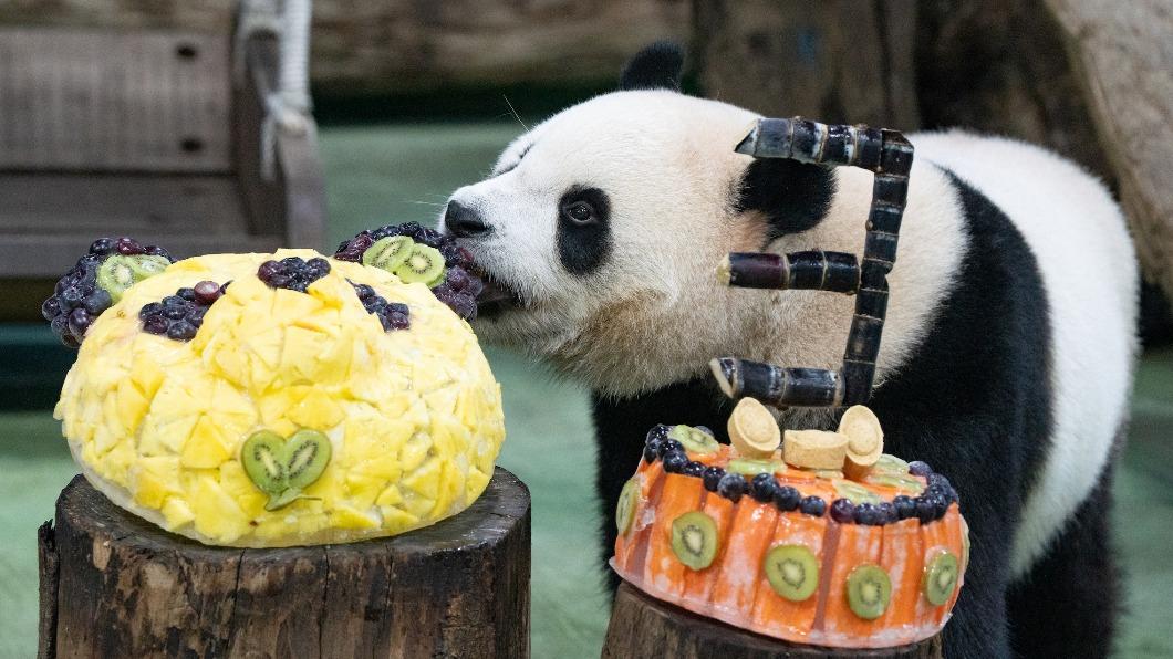多圖/大貓熊「圓寶」3歲了! 大嗑生日蛋糕超萌畫面曝