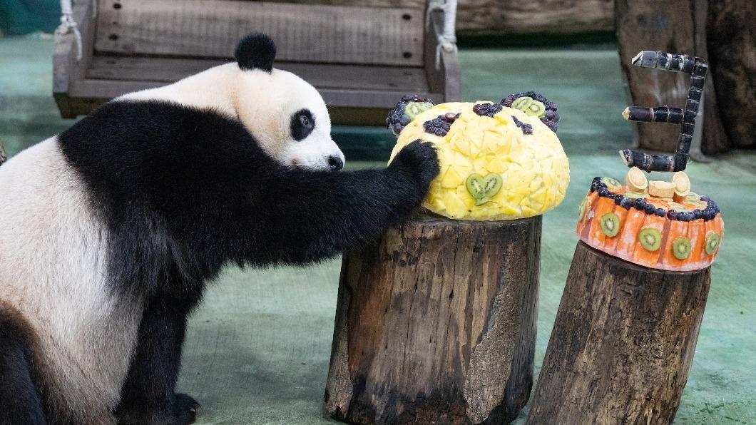「圓寶」一掌將蛋糕推倒。(圖/台北市立動物園提供)