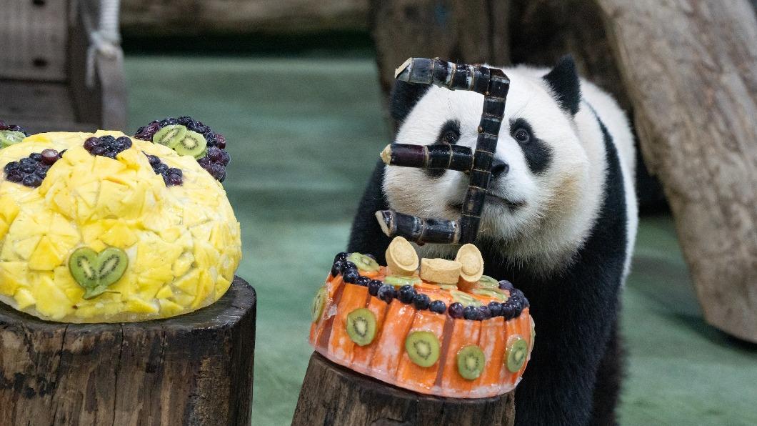 「圓寶」對蛋糕相當感興趣。(圖/台北市立動物園提供)