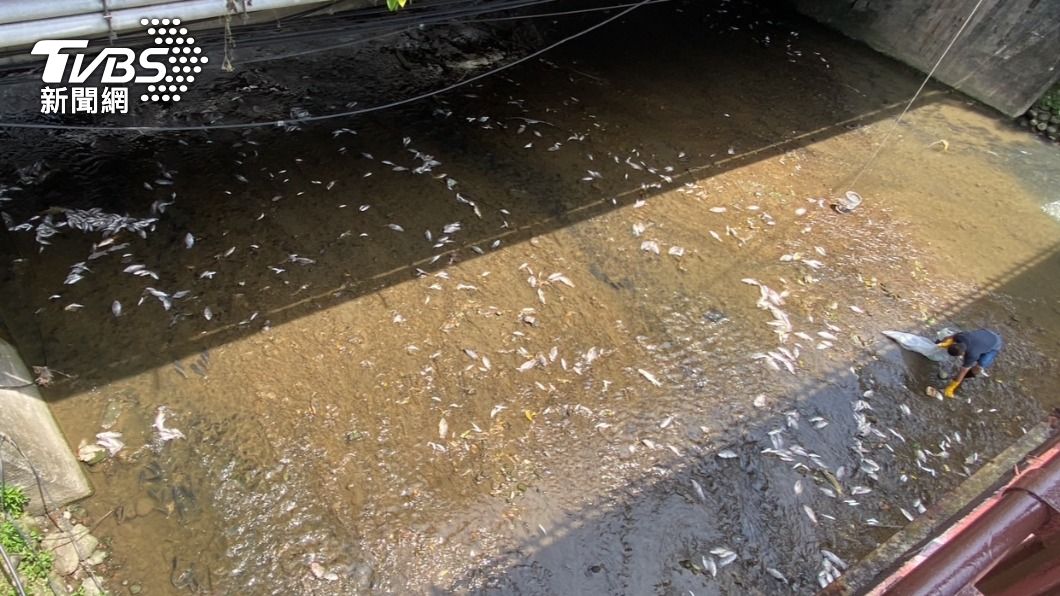 民眾驚! 基隆鶯歌溪出現大量魚群暴斃