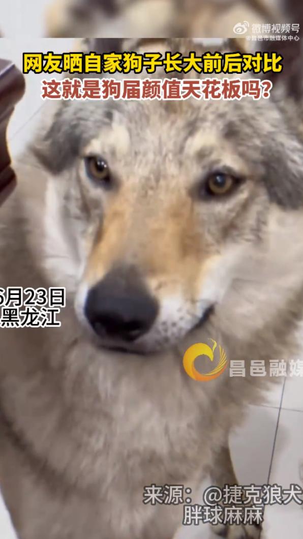 瞬間長大成狼犬。(圖/翻攝自昌邑市融媒體中心微博)