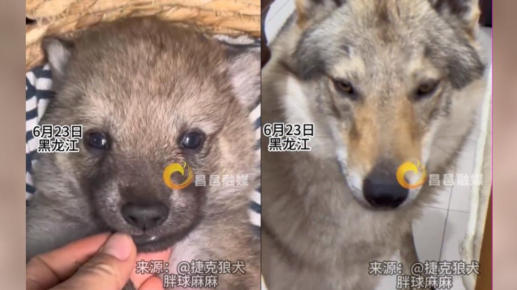 狼犬成長樣貌變化極大。(圖/翻攝自昌邑市融媒體中心微博)