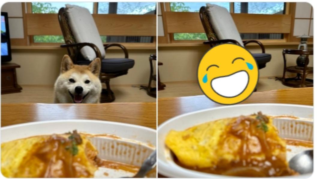 別惹我!萌柴竟因他「這一舉動」秒變惡煞 網笑翻