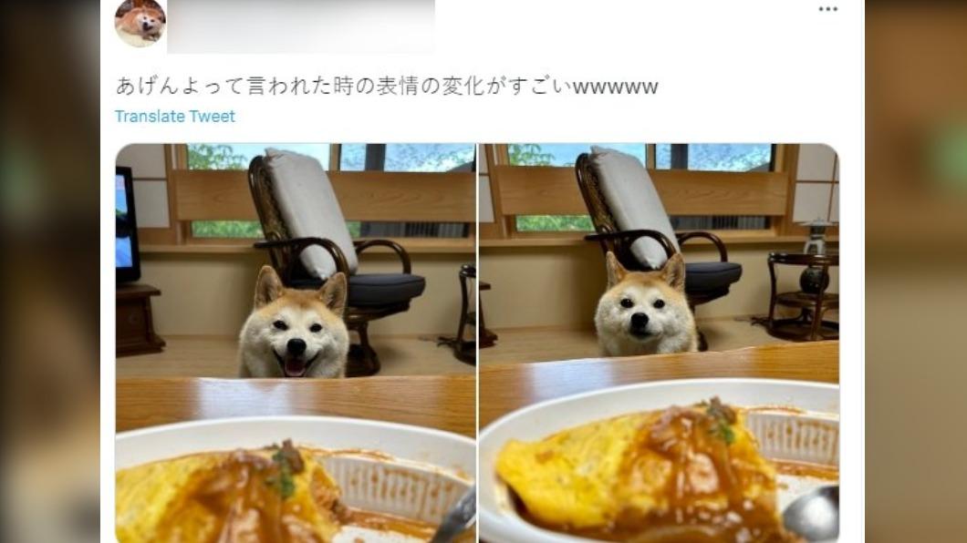 愛犬因看的到吃不到秒變凶神惡煞,網友直呼很有趣。(圖/翻攝自Twitter)