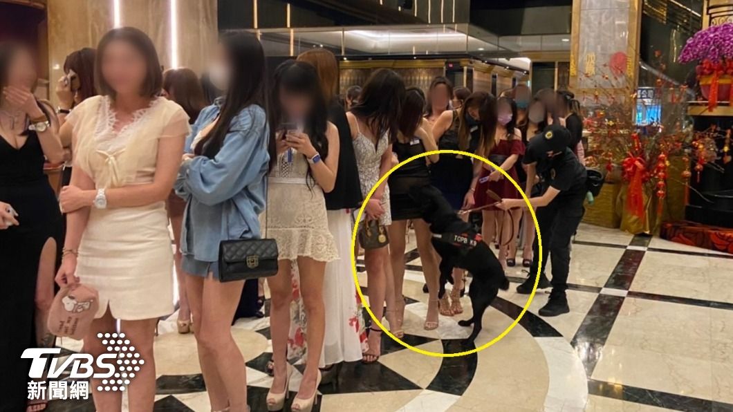好害羞?暑期夜店加強緝毒 熱情警犬狂聞女服務生纖腿
