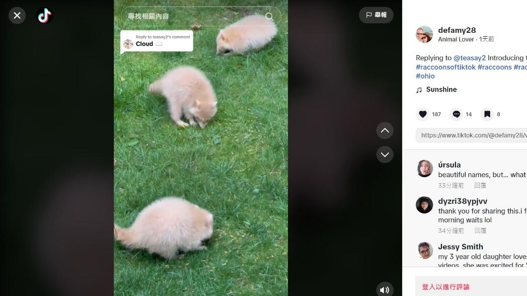 威廉斯分別給小浣熊取名。(圖/翻攝自TikTok @defamy28)