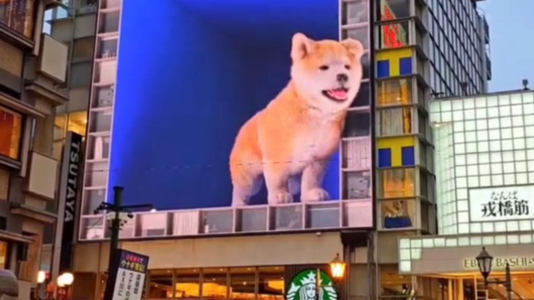 有片／日本街頭出現「3D秋田犬」　大阪、澀谷探頭耍萌