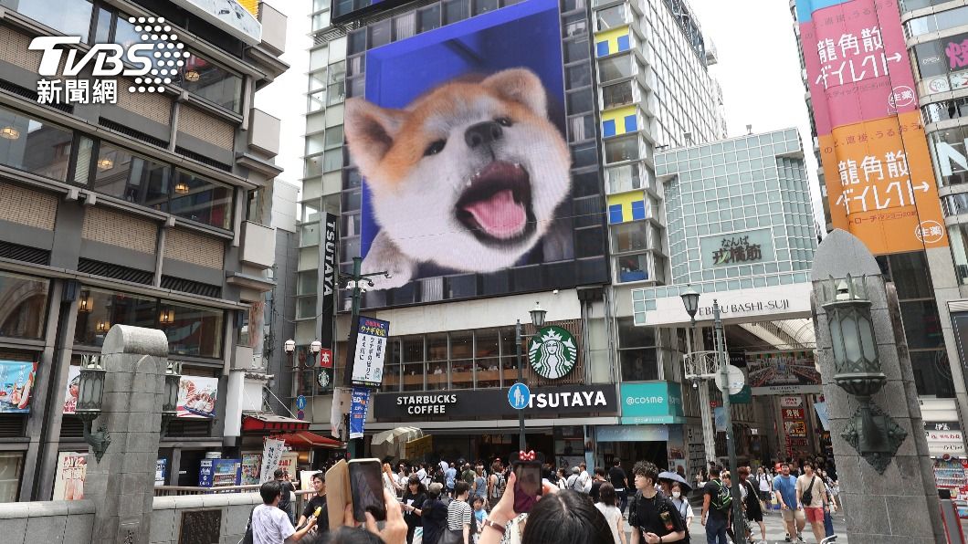 秋田犬從大樓外牆探頭吼叫，吸引許多路過民眾停留拍照。（圖／達志影像美聯社）