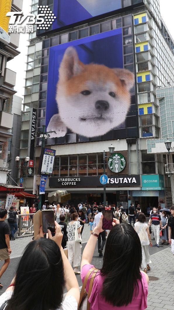 在大阪道頓堀、東京澀谷車站前都能看到呆萌的3D秋田犬。（圖／達志影像美聯社）