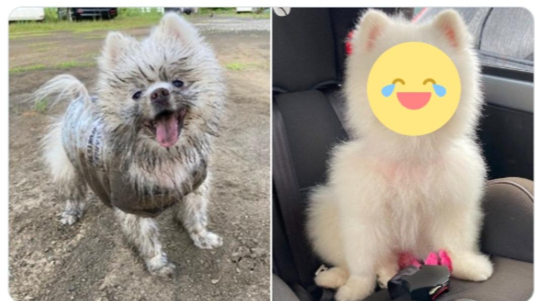 毛孩偷開水玩超髒還燦笑！主人做一舉動　牠「秒變臉」