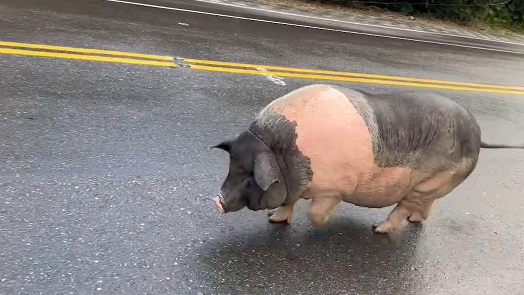 麝香豬走在馬路上。(圖/蘇先生提供)